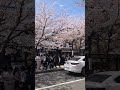 【KYOTO】Everyday Common Scene with Sakura - Arashiyama Station
