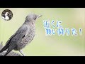 【野鳥観察】海沿い探鳥！目の前にイソヒヨドリ！コサギが獲物を食べまくり！　Vlog27