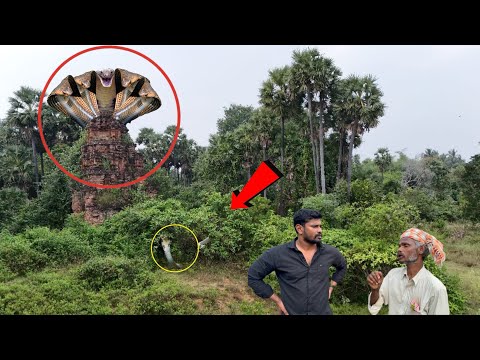 😳😱🐍🙏ஏன் கூட வாங்க சார் ஐந்து தலை நாகம் காட்டுறேன் பத்து முறை பாத்துருக்கேன் இந்த கோவில் உள்ள. ...