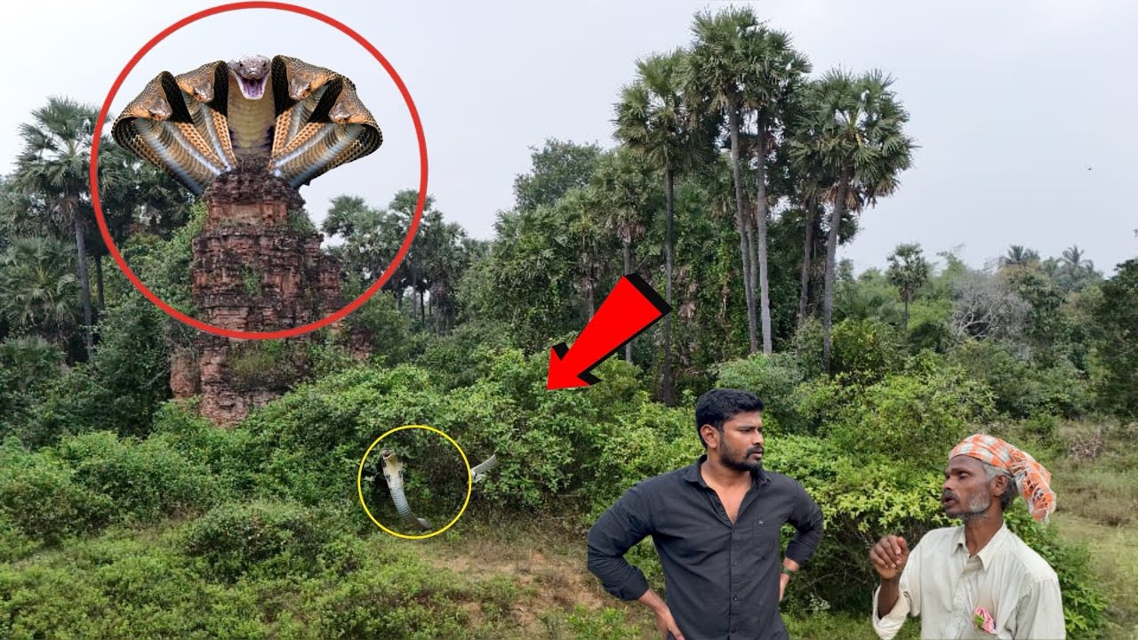 😳😱🐍🙏ஏன் கூட வாங்க சார் ஐந்து தலை நாகம் காட்டுறேன் பத்து முறை பாத்துருக்கேன் இந்த கோவில் உள்ள. ...