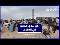 من إملشيل أجواء أكبر سوق لبيع البغال والحمير في المغرب