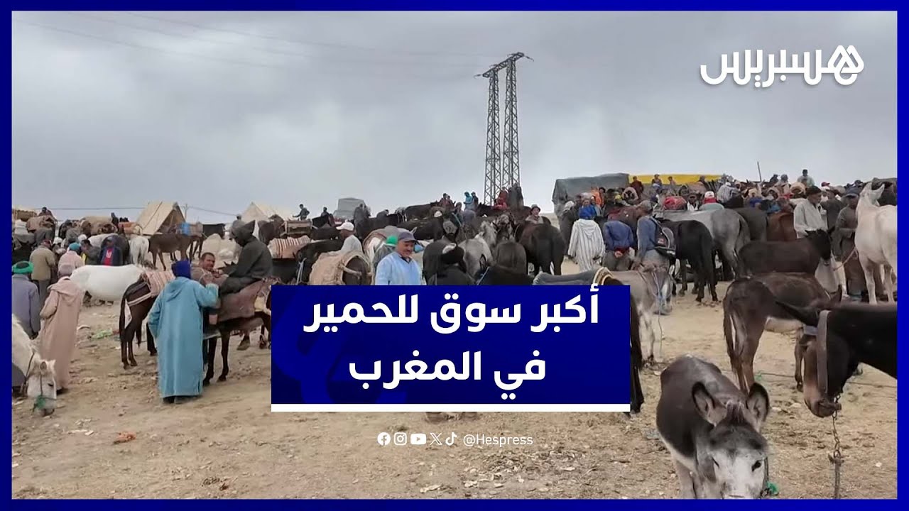 من إملشيل.. أجواء أكبر سوق لبيع البغال والحمير في المغرب