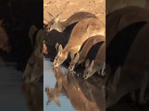 Video: Drink kangaroo-rot water?