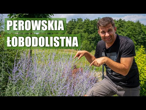 Wideo: Perovsky z łabędzimi liśćmi: sadzenie i pielęgnacja