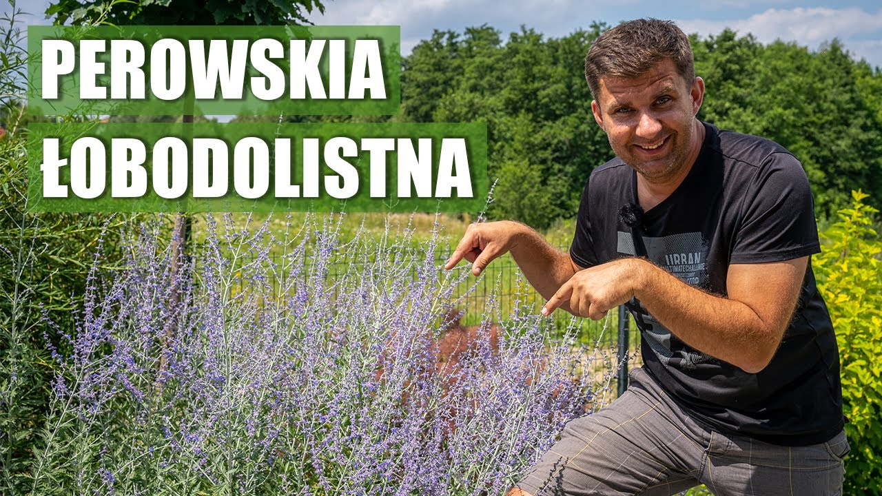 Super roślina na słoneczna rabatę - Perovskia roślina mało wymagająca