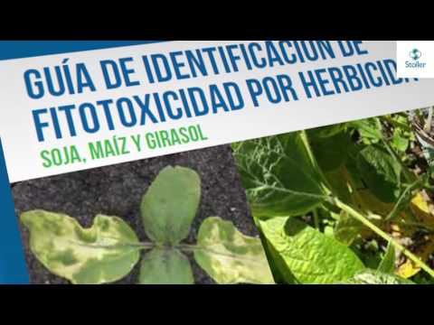 Video: Tratamiento de los árboles afectados por herbicidas: Tratamiento de los daños causados por herbicidas en los árboles