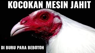 16 Jenis Ayam Filipina - ayam Peruvian. 