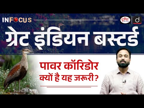 Great Indian Bustard and Power Corridor Challenges | InFocus | UPSC | Drishti IAS