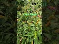 Cabe Rawit #garden #berkebun #caberawit #videoshort #video #farming