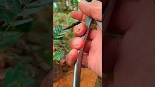 Download Lagu SELEKSI RANTING DAN ANAK RANTING DI BONSAI POHON ASAM JAWA MP3
