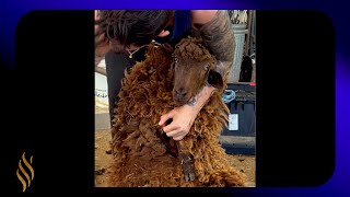 Shearing A Navajo-Churro Sheep by Right Choice Shearing 89,227 views 4 months ago 3 minutes, 14 seconds