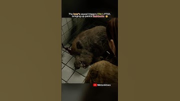 Do you think the developers were right to cut this story segment from TLOU2?