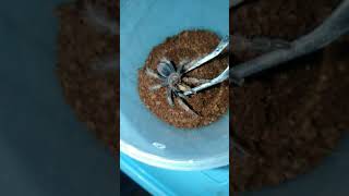 #Tarantulas #BrachypelmaBoehmie #pets  makan malam lurr