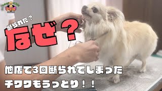 3軒のサロンに断られた噛み犬チワワをトリミング