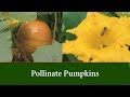 How to Pollinate Pumpkins, Prune them and Prevent Pumpkins from Rot