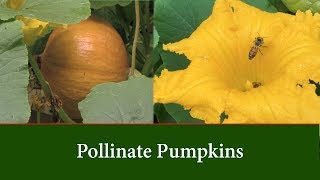 How to Pollinate Pumpkins, Prune them and Prevent Pumpkins from Rot