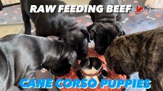 Raw Feeding for Cane Corso Puppies: Preparing Beef, Liver, and Kidney | Puppy Nutrition Essentials