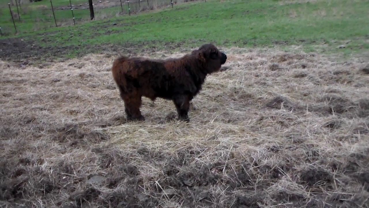 Highland Calf Mooing YouTube