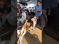 aggressive kota bakra Deonar bakra mandi2026update day 5#deonarmandi#deonarbakramandiupdate #goat