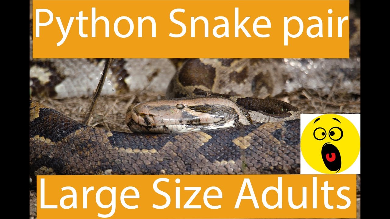 Indian rock Python pair|| keoladeo national park - YouTube