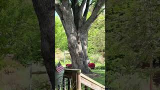 Sunday afternoon train sounds #shorts #ytshorts #viralshort #trainsounds #freighttrain 5/3/26
