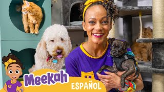 ¡Meekah juega con los perros y los gatos! ¡Hola Meekah!Amigos de Blippi | Videos educativos