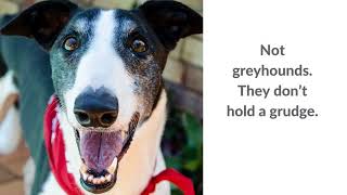 Gumtree Greys Sunsuper