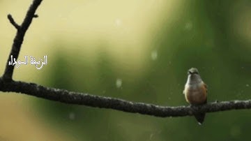 سورة الزلزلة كامله بصوت الشيخ  عبدالرحمن السديس