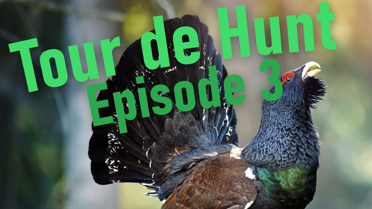 Capercaillie and Black Grouse - Tour de Hunt 2020: Episode 3