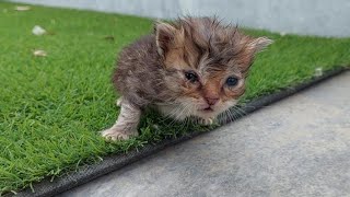 Tired Mama Cat Gets Frustrated Separates From Her Kittens