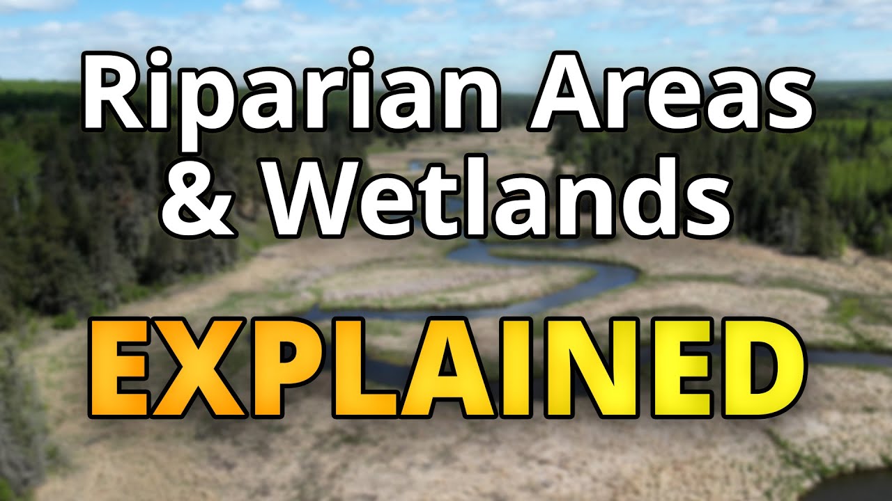 What are Riparian Areas and Wetlands? Importance | Functions | Types