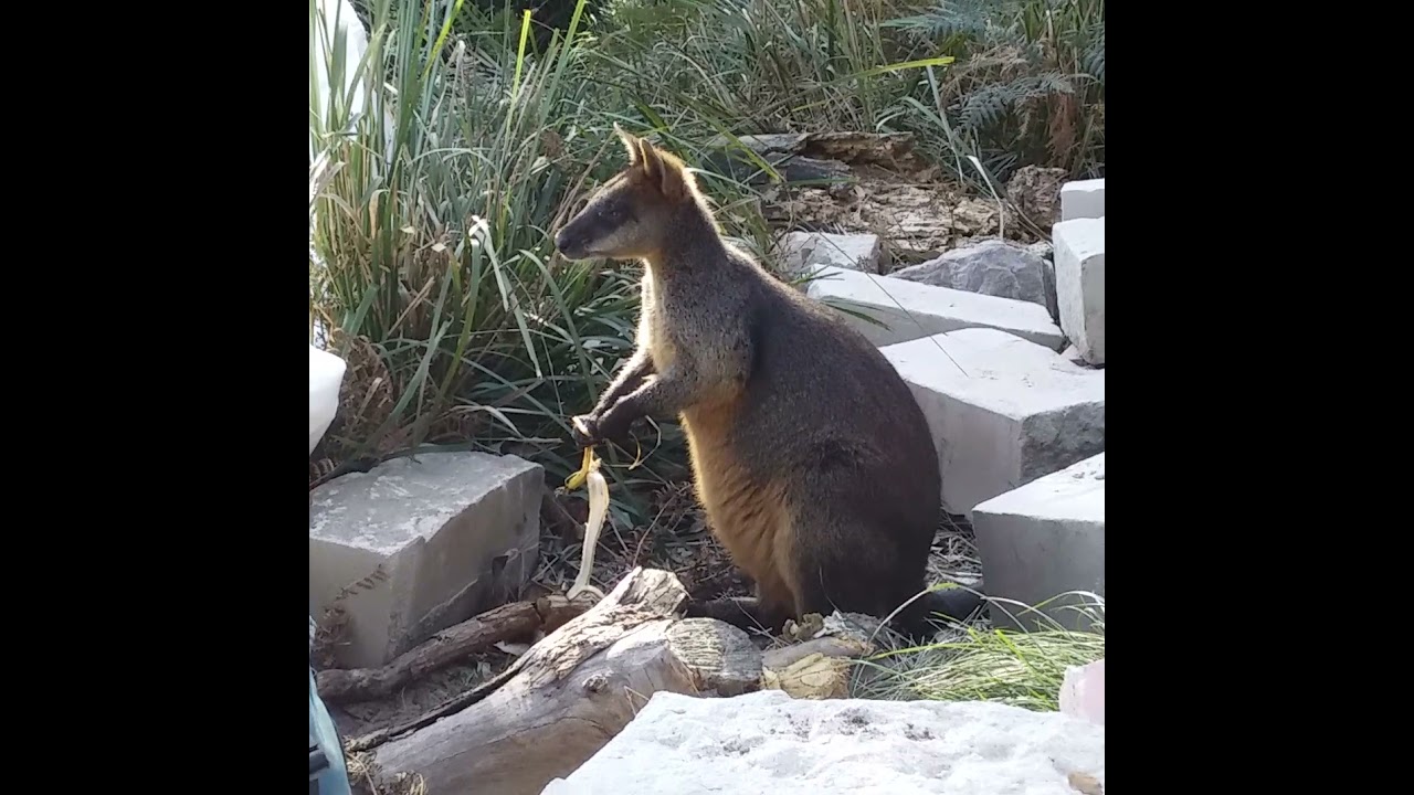 Swamp Wallaby Eating Banana 🍌
