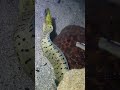 Hidden Monster Revealed！WM0719 #seafood #crab #fishing #fish
