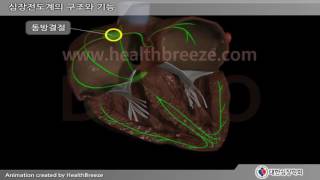 [For demonstration purposes] a0092aako Structure and function of the cardiac conduction system of...