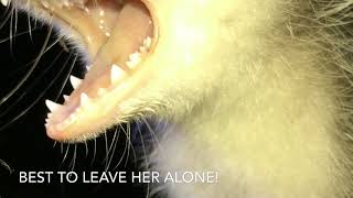 Growling Baby Possum Rescue - Alerted by a German Shepherd - Turn up Volume to hear