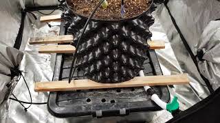 Low Watt Grow - Disco biscuit - Growroom420.com