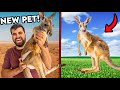 I ACCIDENTALLY Bought A BABY KANGAROO! *Animal AUCTION*