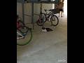 Ku Lihat Si Dari Jauh #cat #Shorts