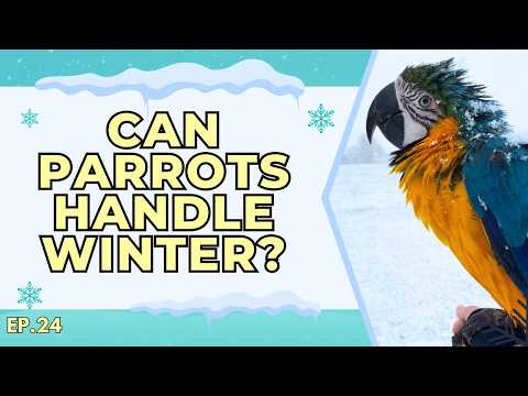 How do parrots handle winter weather? | The Parrot Podcast