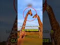 He Pranked a Giraffe... and it Went Wrong! 😂#animals #giraffe #wildlife #shorts #prank