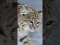 view Tenacious bobcat hunts in deep snow | Smithsonian Channel #Shorts digital asset number 1