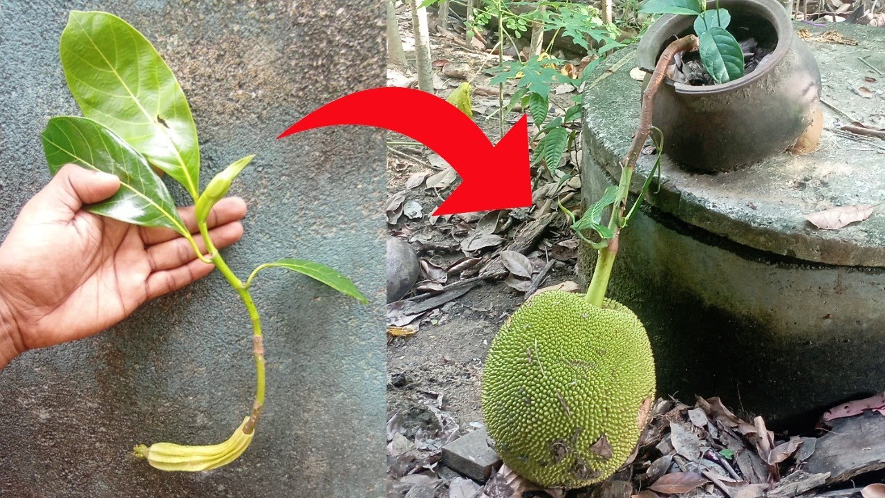 Unique skill how to grow jackfruit tree from cutting jackfruit with