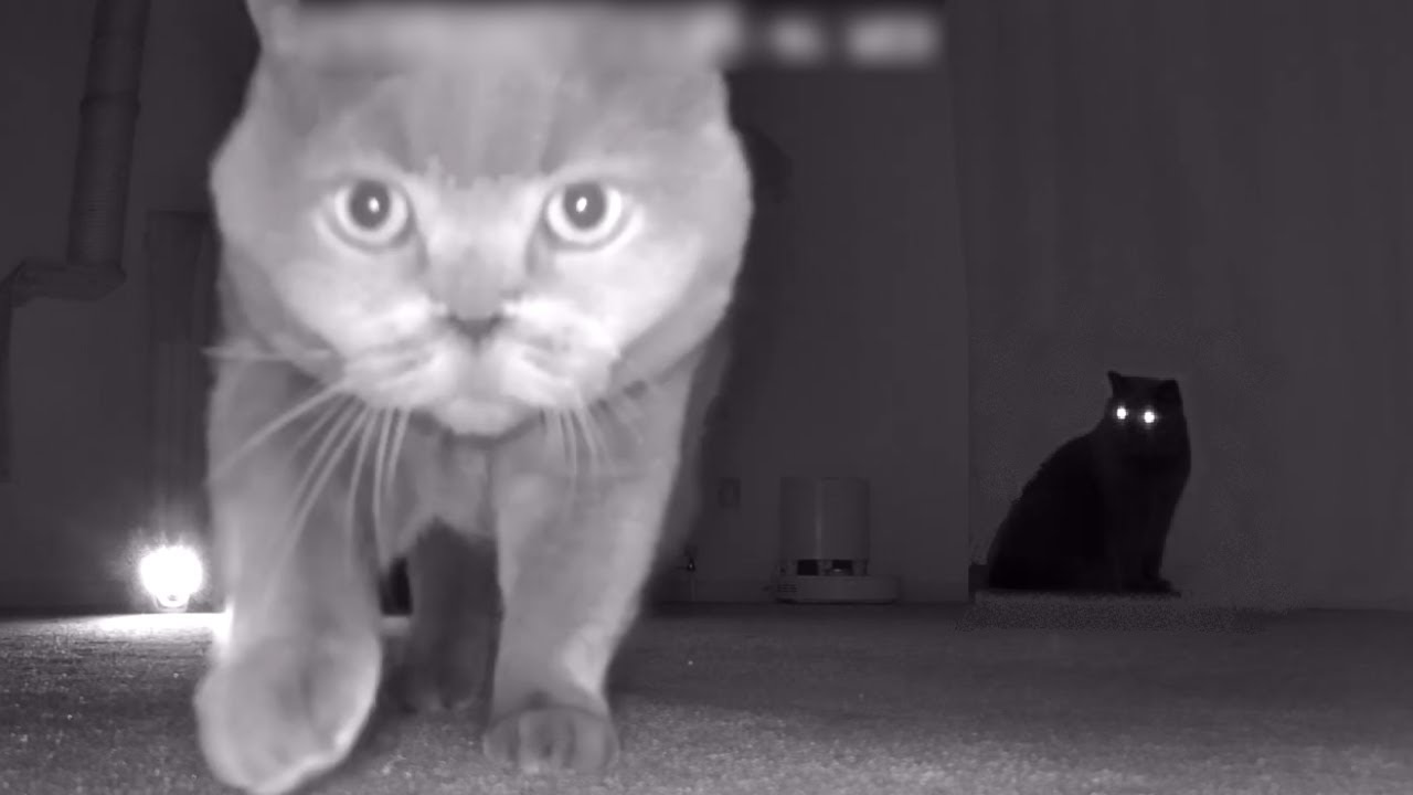 What Cats Do At Night Secret Life Of Cats YouTube