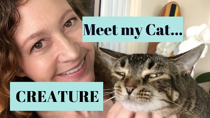 Video 1315941: beautiful abyssinian, cat kitten, cat meets