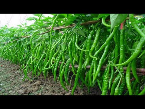 WOW! Amazing Agriculture Technology - Sweet \u0026 Chili Peppers