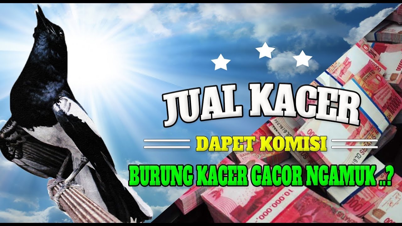 Burung Kacer Gacor Ngamuk Jual Kacer Dapet Komisi Youtube