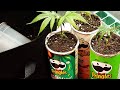 How to grow weed in a pringles can  muchie growmie story  seed to harvest  easy part 1