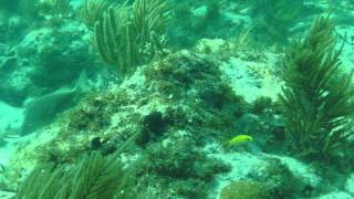 Mike and Suzanne Dive Islamorada