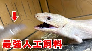 美味すぎてバグるぐらいの食いつきを見せる『最強人工飼料』を久々に与えてみると...