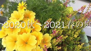2020秋〜2021春の庭　種から、宿根草、多年草、初めての苗